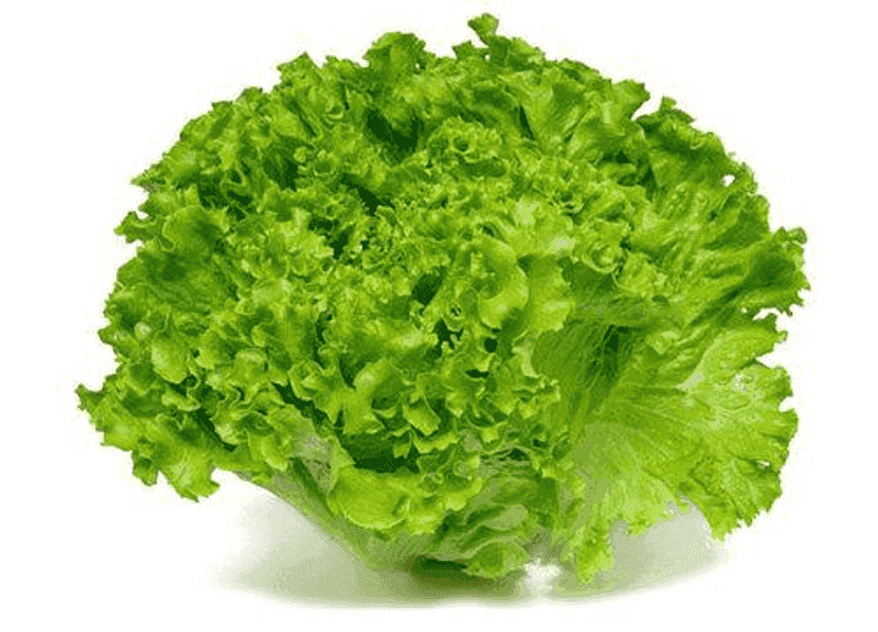 Lechuga escarola