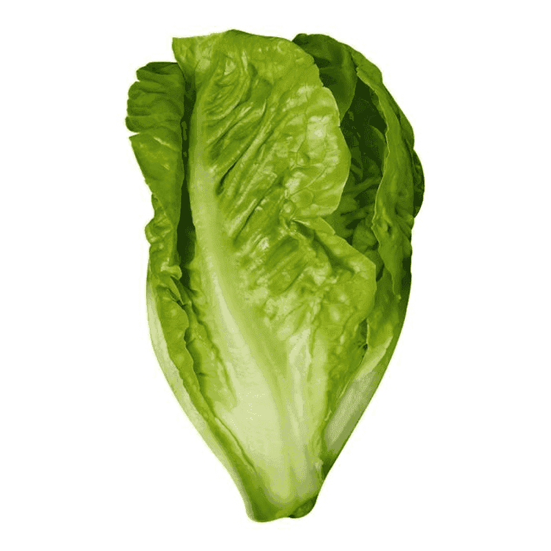 Lechuga romana